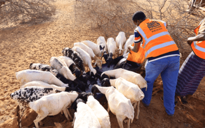 Drought Relief Efforts Underway in East Africa